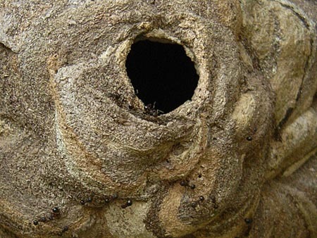 ハチの巣と蟻.jpg