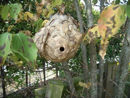 ハチの巣１.jpg